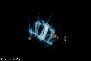 Freshwater jelly fish by Beate Seiler 